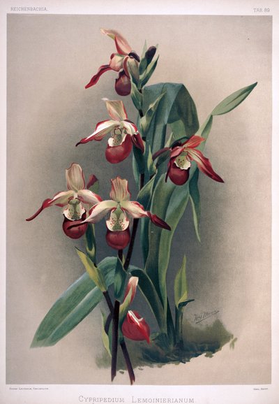 Phragmipedium × sedenii als syn: Cypripedium × lemoinierianum door London H. Sotheran and Co.